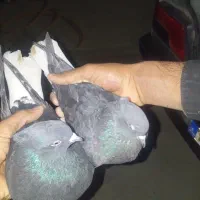 دم سفید کاکل