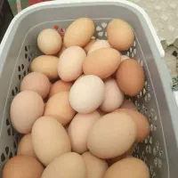فروش تخم مرغ محلی گلپایگانی بدون نطفه