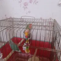 طوطی برزیلی
