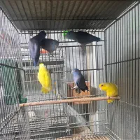 پروتلت نر بالغ آبی کبالت