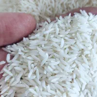 برنج هاشمی مستقیم از دست کشاورز