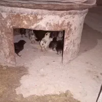 جوجه محلی اصل در خورموج