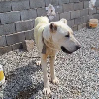 سگ..نروماده واگذاری ژرمن سرابی افغان نرو ماده