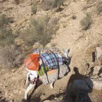 الاغ نر پنج ساله|حیوانات مزرعه|جره و بالاده, |دیوار