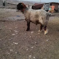 قوچ عروسک دورون