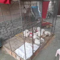 قفس مرغ