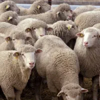 گوسفند زنده عبدی