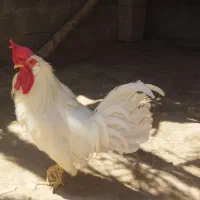 فروش خروس و کبوتر