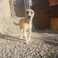 توله سراب|سگ|قوچان, |دیوار