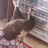 جوجه طاووس هندی