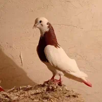 کبوتر بدون عیب ایراد
