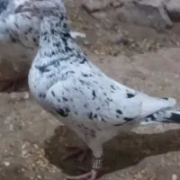 ۴جفت سارعتیقه