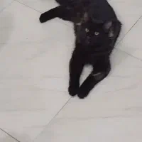 گربه دورگه فوق زیبا