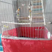 باسلامیک عدد قفس نو