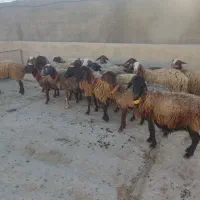 فروش میش معمولی ابستن سبک تا ابستن سنگین