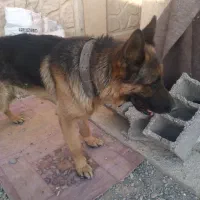 سگ ژرمن فروشی