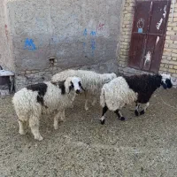 بره نر