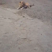 سلام سگ گله