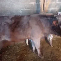 یک عدد گوساله نر