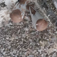 کبوتر سینه ای|پرنده|شیراز, پودنک|دیوار