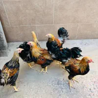 مرغ زینتی نژاد اورنج پنسلید|حیوانات مزرعه|بهبهان, |دیوار