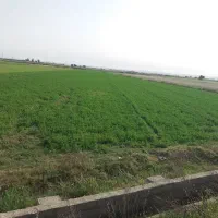 فروش 1.5هکتار زمین آبی کارخانه سیمان ابتدای سدشهدا|فروش دفتر صنعتی، کشاورزی، تجاری|بهبهان, |دیوار