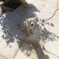 آشتپیز ژاپنی|سگ|الیگودرز, |دیوار