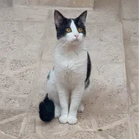 گربه گمشده خیلی عزیزه