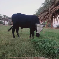 گوساله نر