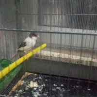 قناری قرمز ماده، طوسی ماده ، سیاه سفید نر مست|پرنده|اردبیل, |دیوار