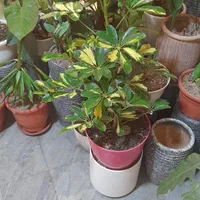 شفلرا|گل و گیاه طبیعی|تهران, جمال‌زاده|دیوار
