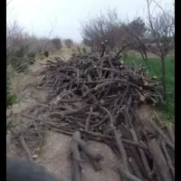 خرید چوب قیمت بالا