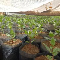 نهال پسته،آماده کاشت