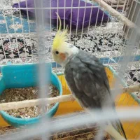 عروس هلندی نر