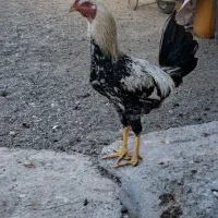 خروس دوترخ ۶ماه