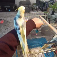 عروس نر دوکت لوتینو سخنگو|پرنده|قم, انسجام|دیوار