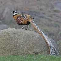 پرندگان زینتی|پرنده|هشتگرد, شهرک افشاریه|دیوار