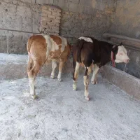 فروش انواع گاو گوساله|حیوانات مزرعه|سمنان, |دیوار