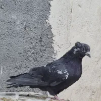 کفتر کاشونی و دمگیر|پرنده|نجف‌آباد, شیخ آباد|دیوار