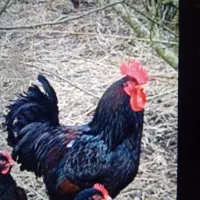 یک خروس گمشده