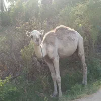 شتر