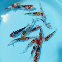 انواع ماهی کوی در بالاترین کیفیت|ماهی|تهران, آذربایجان|دیوار