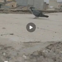 کفتر پرشی ساعت سنگین|پرنده|شاهرود, |دیوار