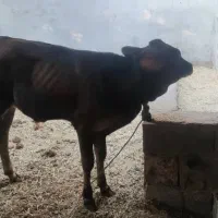 گاو شیری|حیوانات مزرعه|چاه مبارک, |دیوار