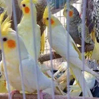 عروس هلندی جوجه وبالغ|پرنده|اصفهان, پوریای ولی|دیوار