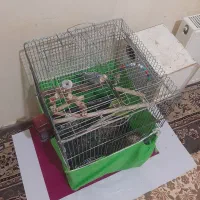 عروس|پرنده|کرمانشاه, |دیوار