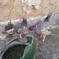 کبوترهفت رنگ خطی