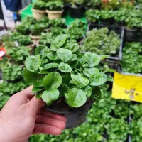 سبزه نارنج تراکم بالا تجریش