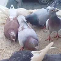 کبوتر گمشده شیرینی داره کسی پیدا کرد 400هزار