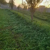 یونجه سبز